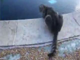 Cat in swimming pool