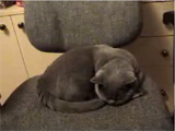 Cat funny clip: Cat sleeping on chair