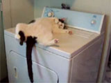 Cat washing machine fun video