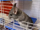 Chinchilla fun video