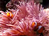 Clown fish video