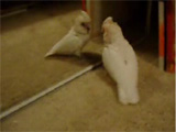 Cockatoos fun clip: Cockatoo in the mirror