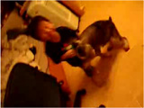 Dog fun video: dog attacks child