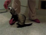 Ferret tricks