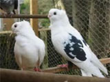 Pigeon breeds