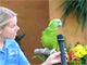 Singing parrot fun video