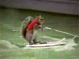 Squirrel waterskiing