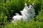 pet photos