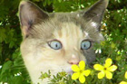 cat photo