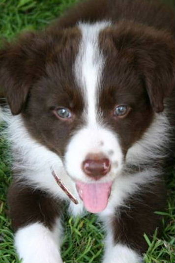 short hair border collie puppy