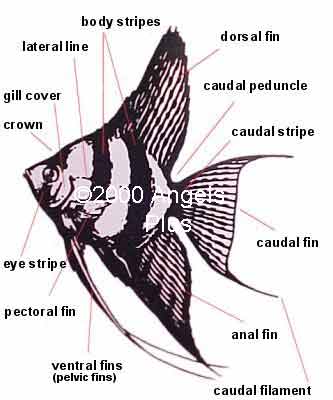 Angelfish