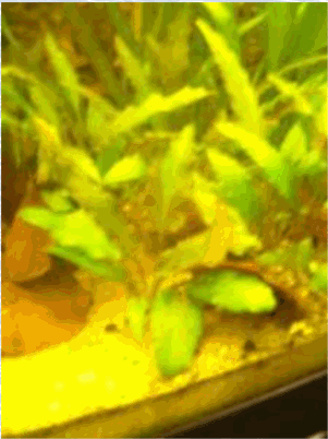 Rosette aquarium plants