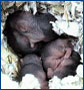Hamster Babies