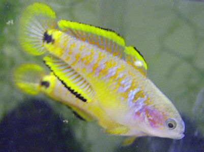 Peacock gudgeon gobies