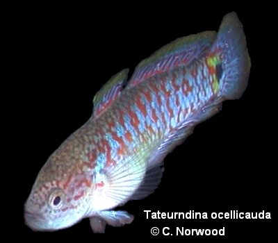 A male Peacock Gudgeon