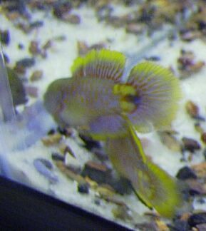 Playful pair of gobies