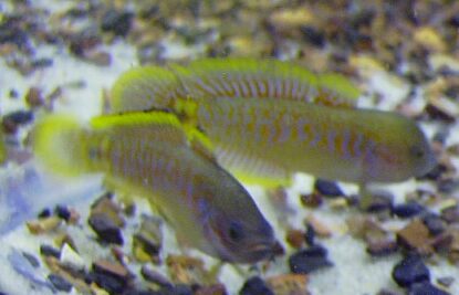 Peacock Goby males