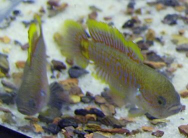 Goby male and female