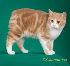 Manx cat