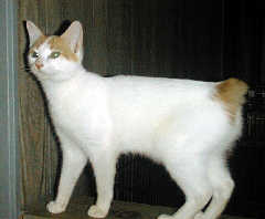 A Japanese Bobtail