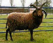 LoaghtonSheep