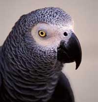 grey parrot