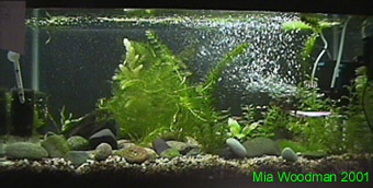 Image of a setup river tank