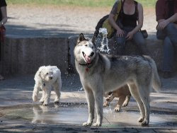 Socializing your dog