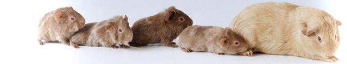 Guinea pigs