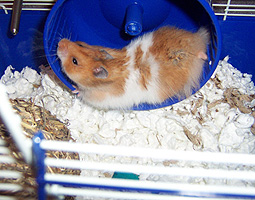 hamster wheel