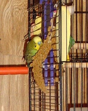 Mango chewing millet