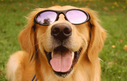 Dog with sunglasses