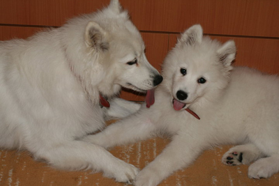 Sasha and her baby Rufus