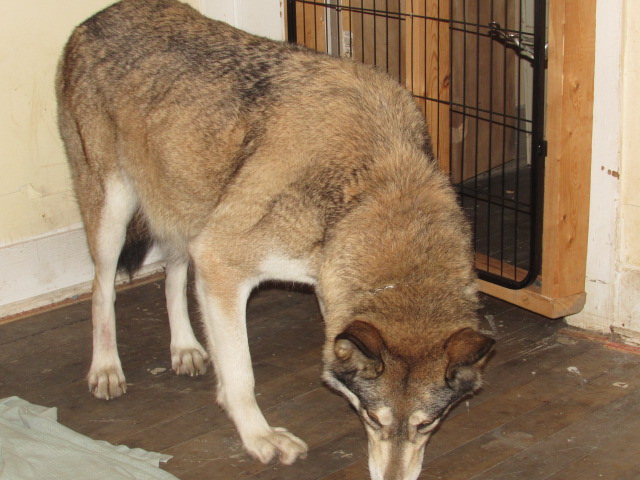 wolf haven spirit of the past - photo 3