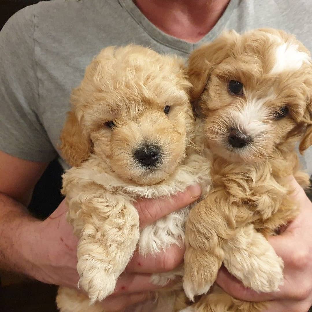 Playful maltipoo puppies For New Homes