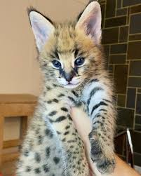 worn available kittens savannah and serval and caracal