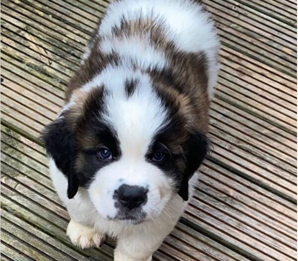 handsome Saint Bernard puppy