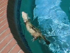 Swimming ferrets fun video