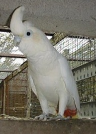 The Red-Vented Cockatoo